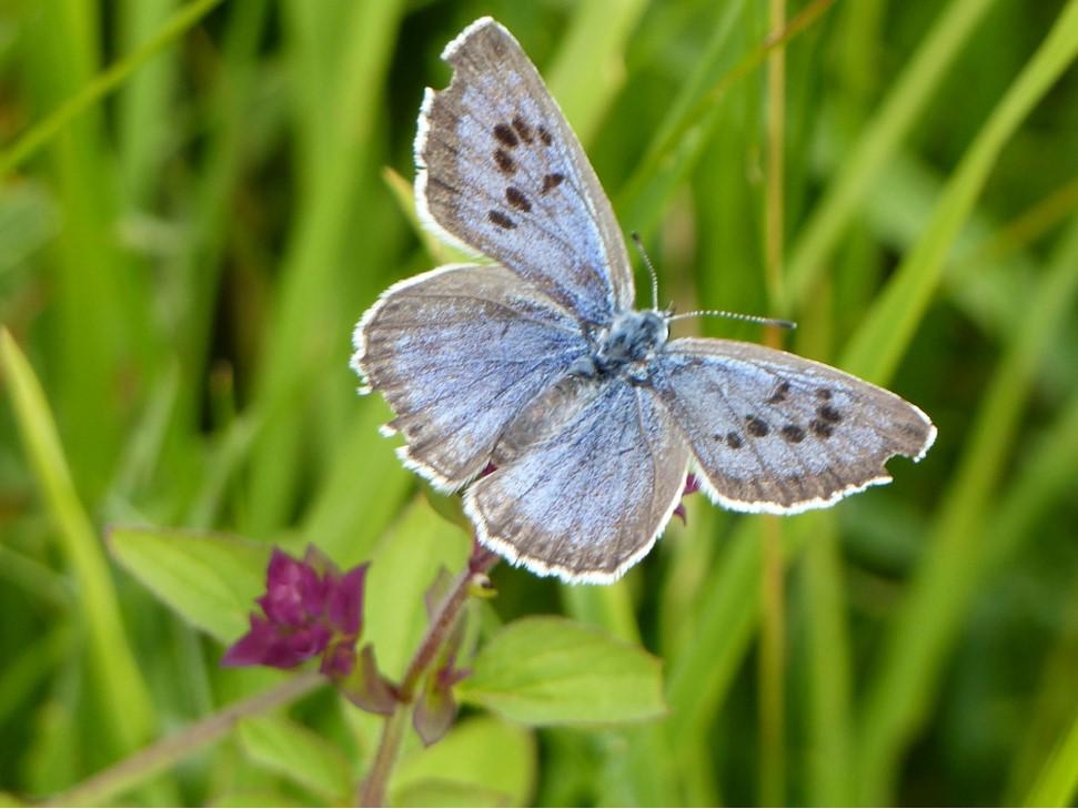 Gloucestershire's large blue butterflies Gloucestershire Wildlife Trust
